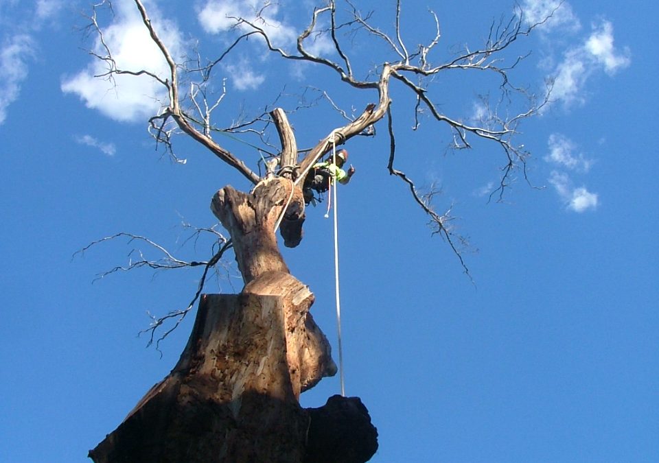 Large dead tree removal in Gosford