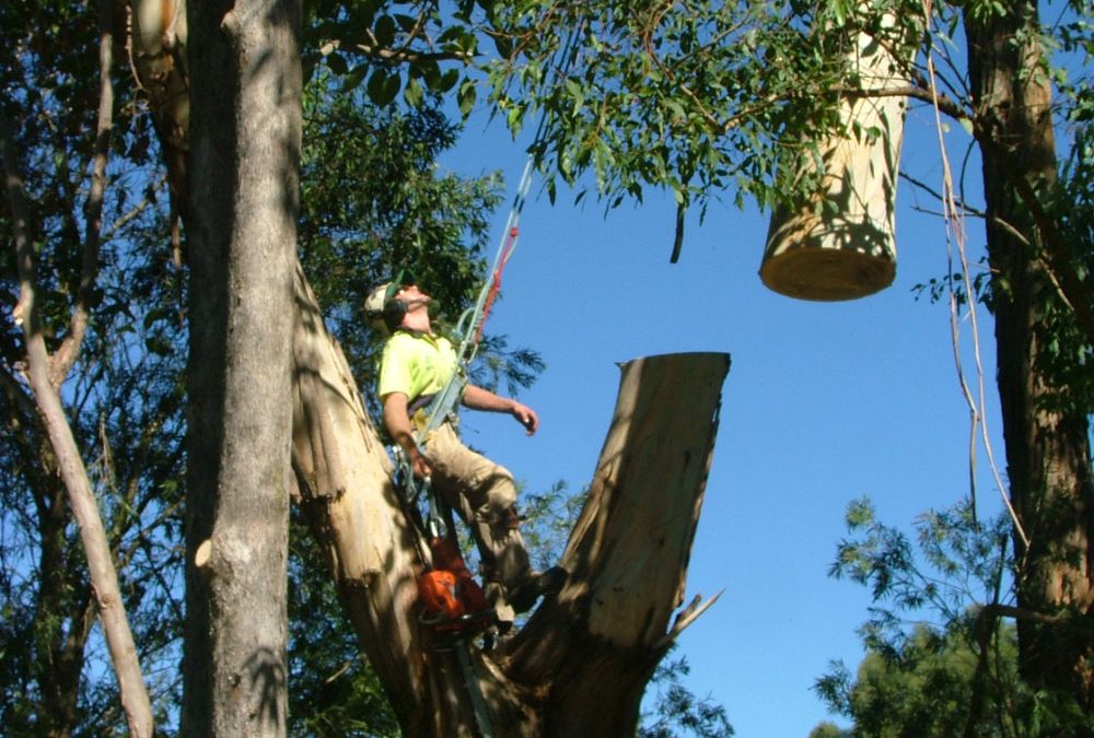 Large crane job in Wyong