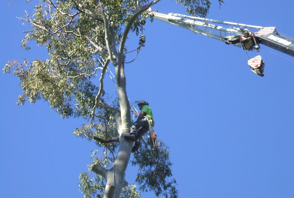 Using crane for easy access to tree