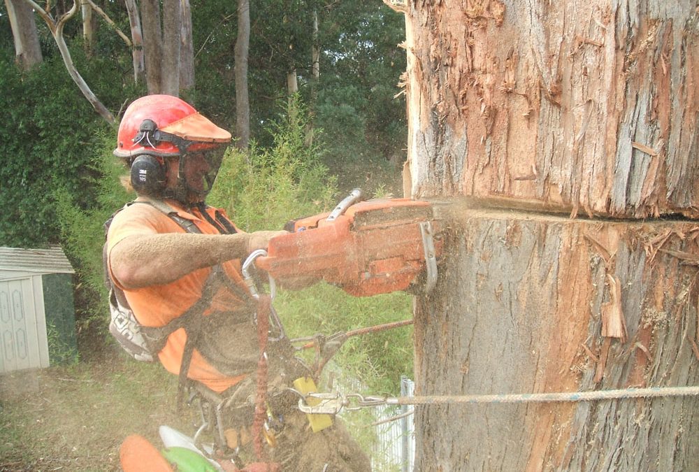 Large euc in Avoca being removed by Everwilling