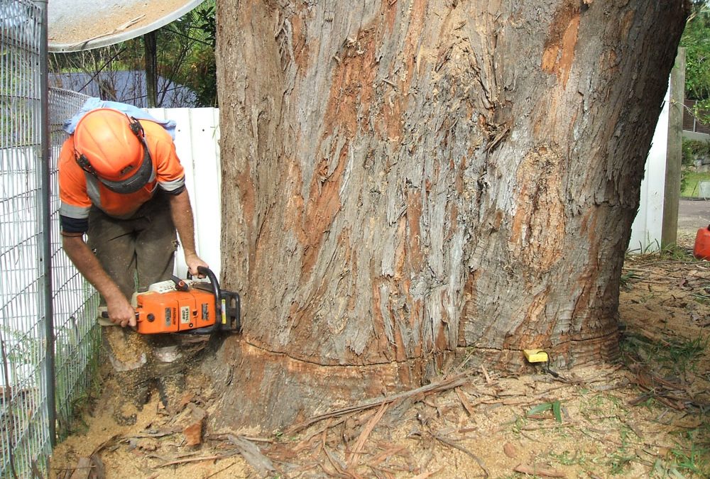 Smitty making final cut on large blackbutt in Avoca