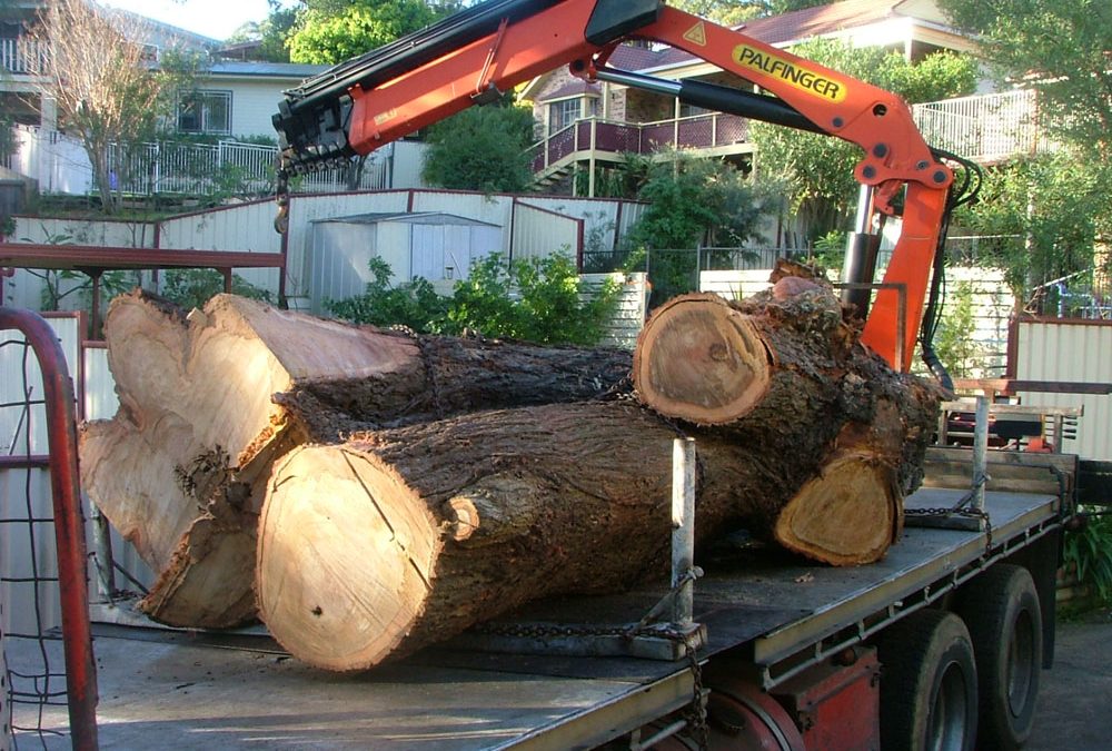 Removal of last logs Stein Rd Saratoga