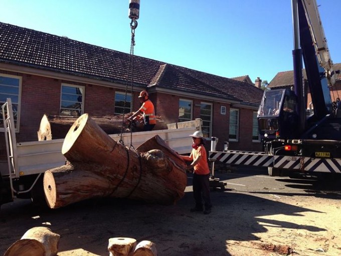 Tree Safety Around Schools and the Community