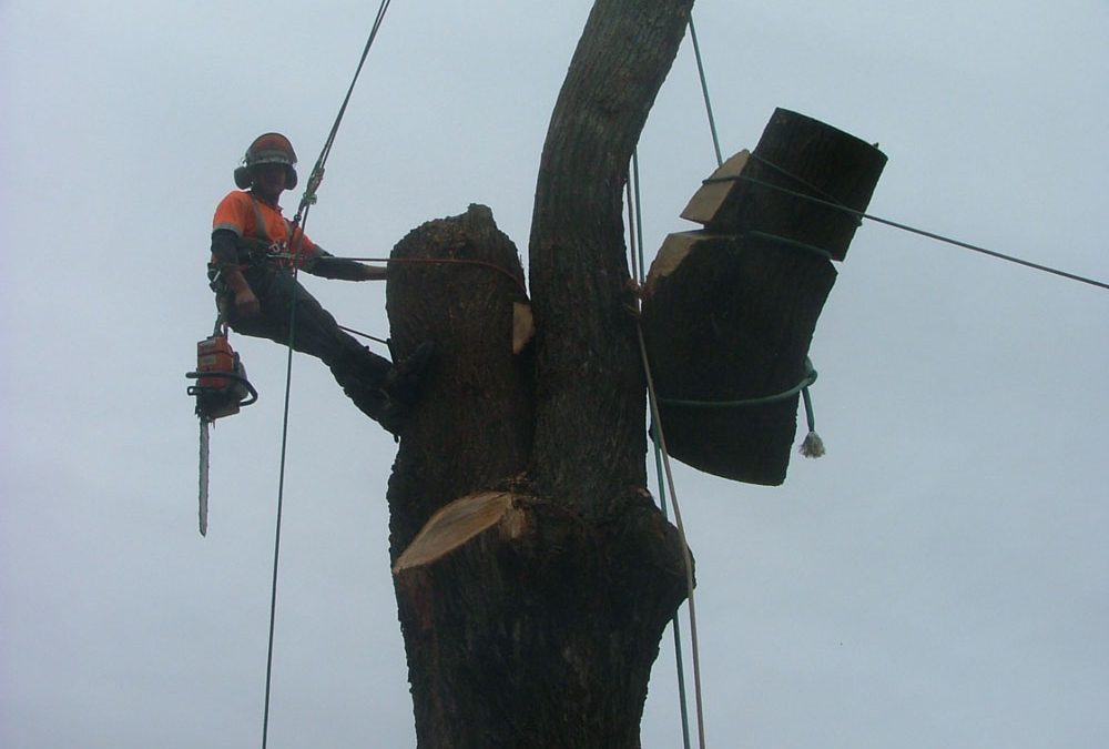 Controlled rigging in Saratoga