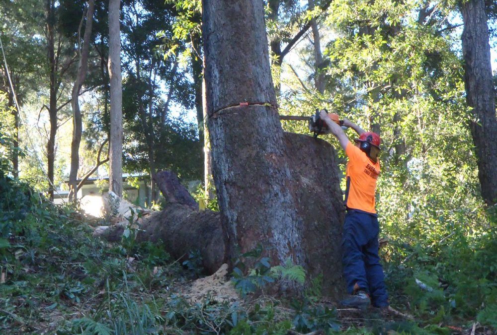 Advanced felling techniques