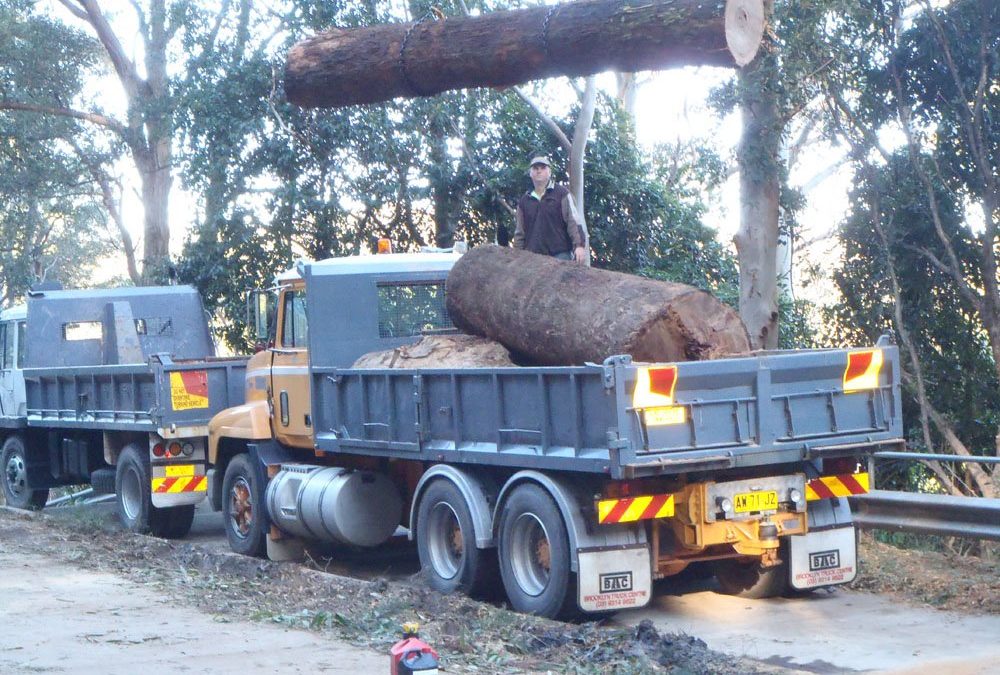 Large logs of to the mill